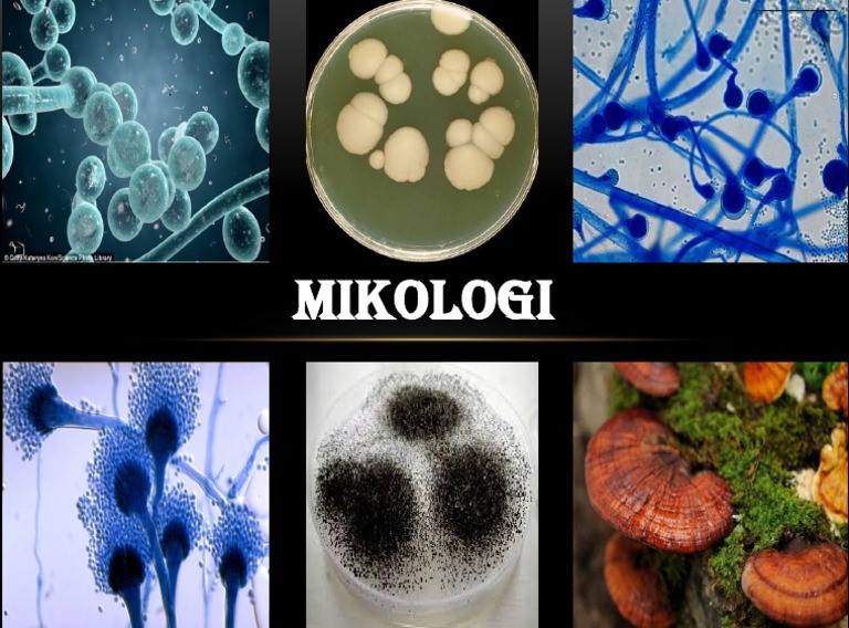 Mikologi