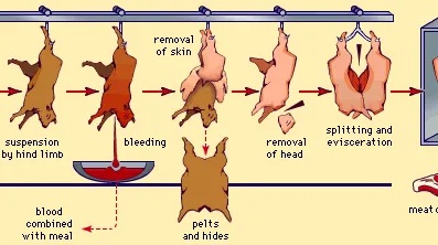 Abattoir dan Teknik Pemotongan Ternak